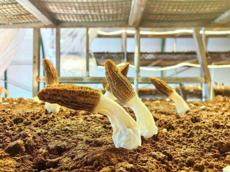 遼寧工廠化層架式栽培羊肚菌首獲成功，開(kāi)創(chuàng)食用菌產(chǎn)業(yè)新篇章